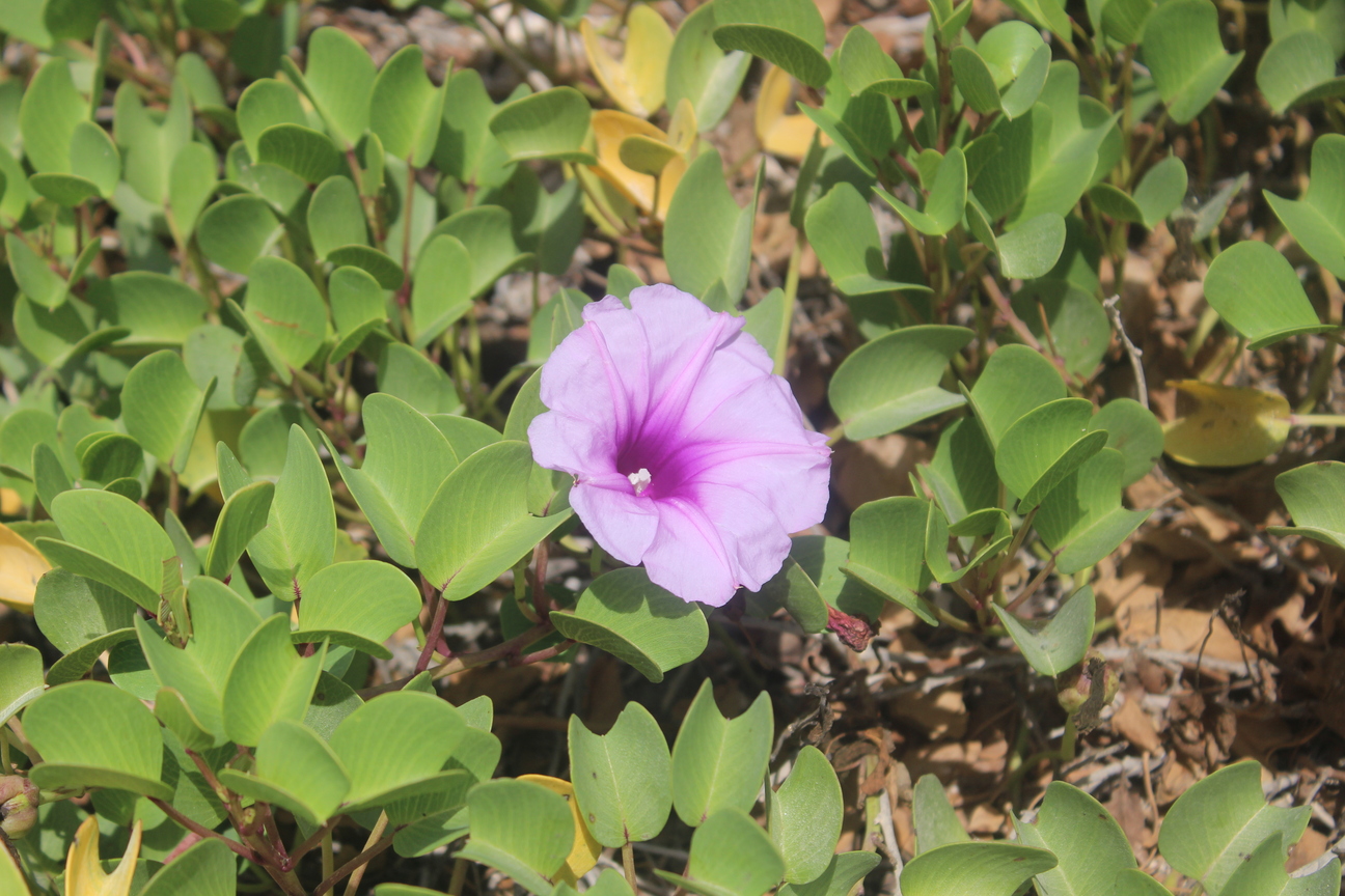 Plant Image
